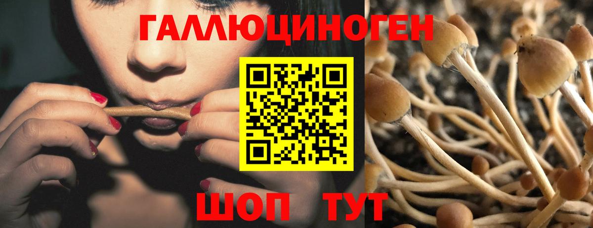 Псилоцибиновые грибы прущие грибы  Вход с VPN  Алатырь 